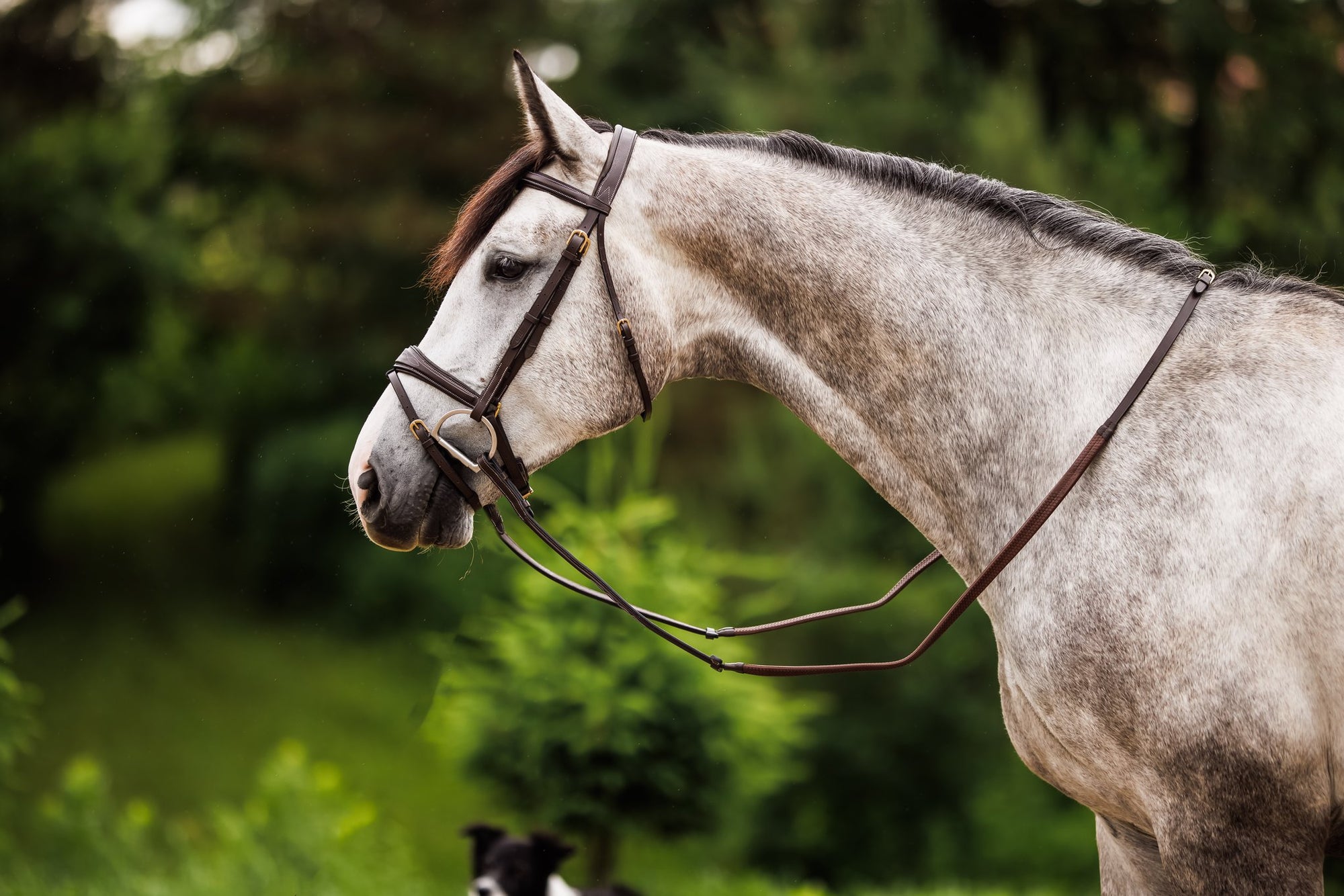 Brydalworx Anatomical Bridle with Flash Noseband