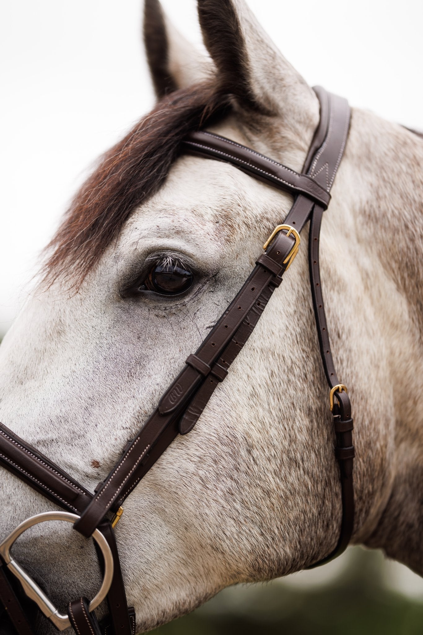 Brydalworx Anatomical Bridle with Flash Noseband